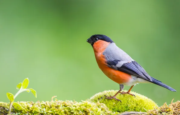 Bird, moss, bullfinch, green background