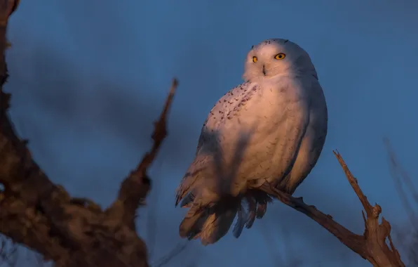 White, light, trees, branches, owl, bird, twilight, blue background