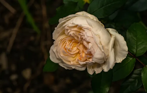 Flower, leaves, the dark background, rose, Bud, white, lush, cream