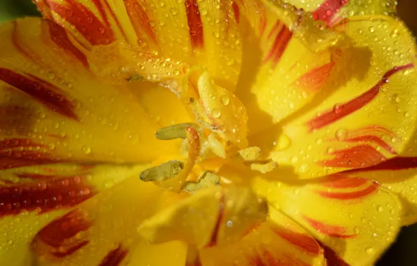 Picture Macro, Drops, Macro, Drops, Yellow Tulip, Yellow tulips