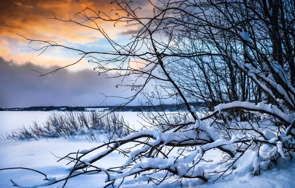 Picture winter, snow, trees, branches, the bushes