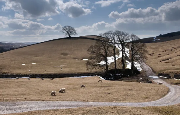 Road, landscape, sheep