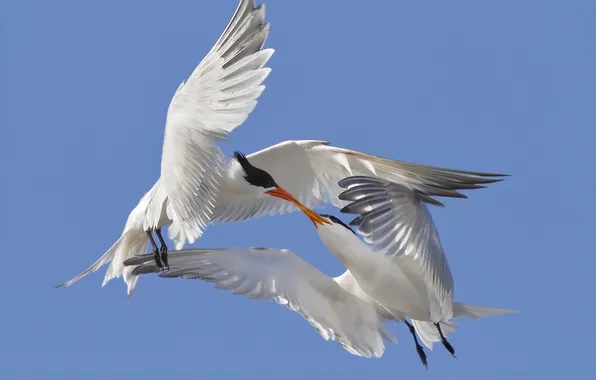 Love, birds, kiss, terns