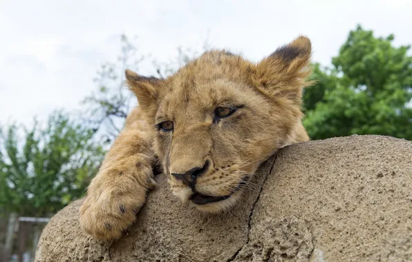 Picture cat, stone, Leo, cub, lion, ©Tambako The Jaguar