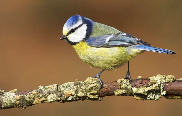 Picture nature, bird, Wallpaper, branch, beak, blue tit