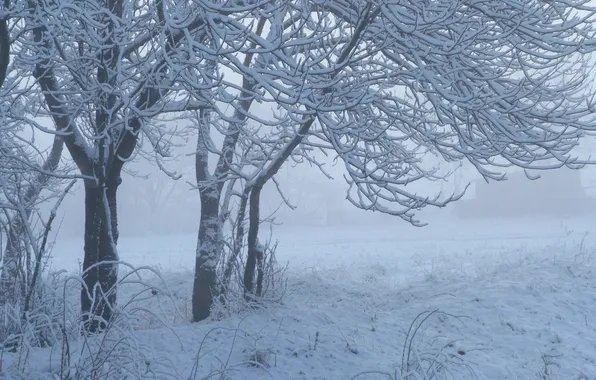 Winter, grass, snow, trees