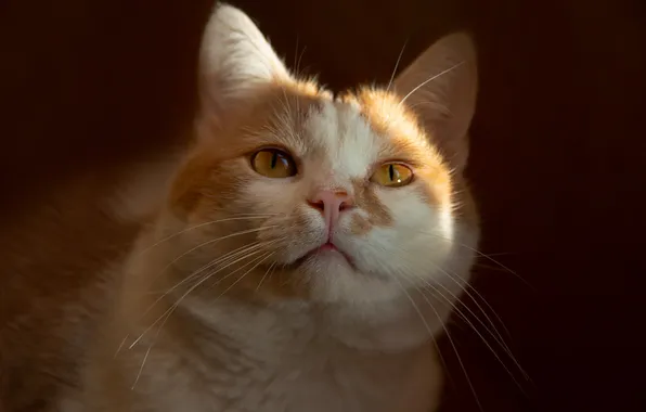 Cat, look, background, muzzle, Elena Brezhitskaya