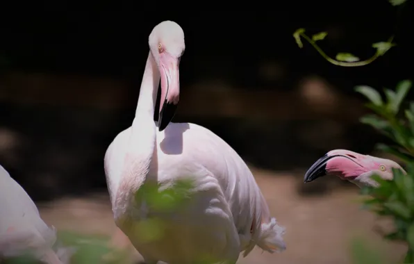 Picture bird, beak, Flamingo, neck