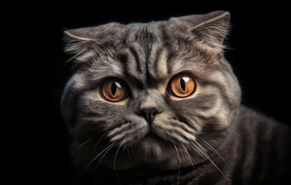 Cat, cat, face, portrait, fold, art, black background, Scottish
