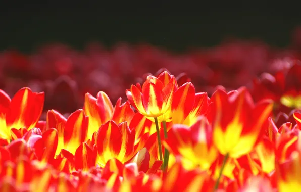 Picture flowers, bright, tulips, flowerbed, yellow-red