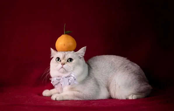 Cat, white, cat, look, fruit, lies, bow, red background