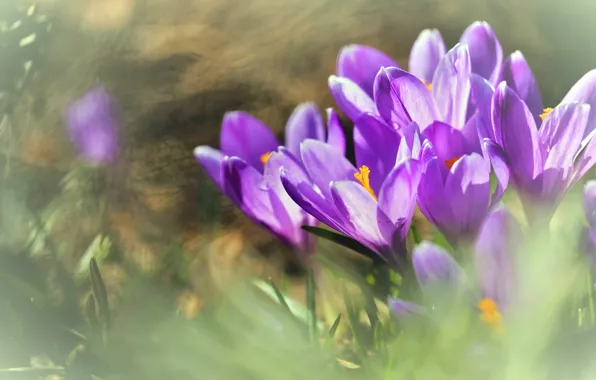 Light, flowers, background, blur, spring, crocuses, lilac, bokeh