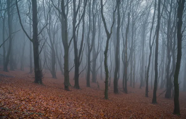 Forest, trees, fog