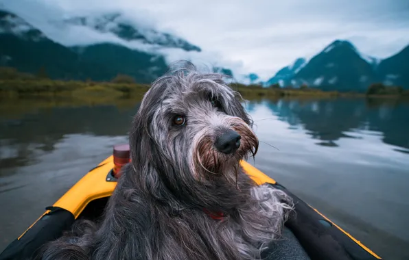 Look, clouds, landscape, mountains, nature, lake, boat, dog
