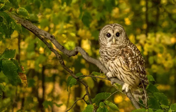 Picture owl, bird, branch, A barred owl