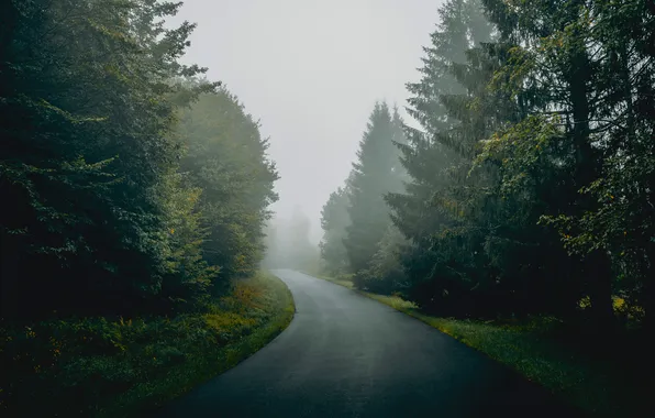 Road, forest, nature, fog