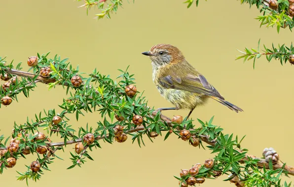 Leaves, bird, branch, feathers, beak, fruit