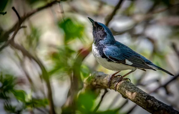 Leaves, microsemi, bird, branch, beautiful, bright color
