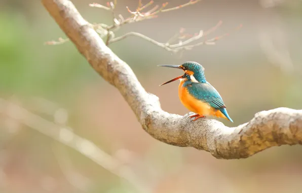 Bird, branch, beak, Kingfisher, chirping