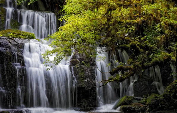 Picture trees, waterfall, New Zealand, cascade, New Zealand, Otago, Otago, Purakanui Falls