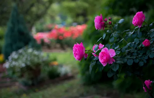Park, pink, rose, Bush, blur, brightness