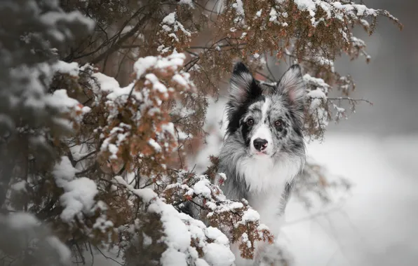Picture winter, leaves, snow, branches, dog, needles, the border collie