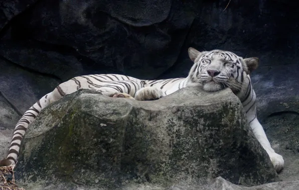 White, tiger, stone, sleeping, lies, happy face