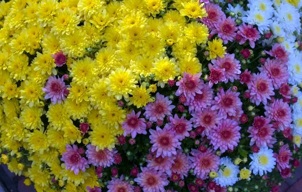Flowers, yellow, garden, pink, flowerbed, the bushes, chrysanthemum