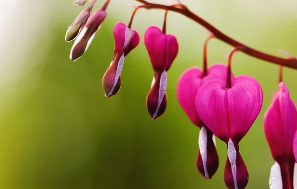 Trees, flowers, green, background, Wallpaper, blur, pink, flowers