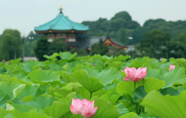 Landscape, flowers, lake, Lotus