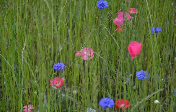 Field, grass, flowers, Maki, meadow