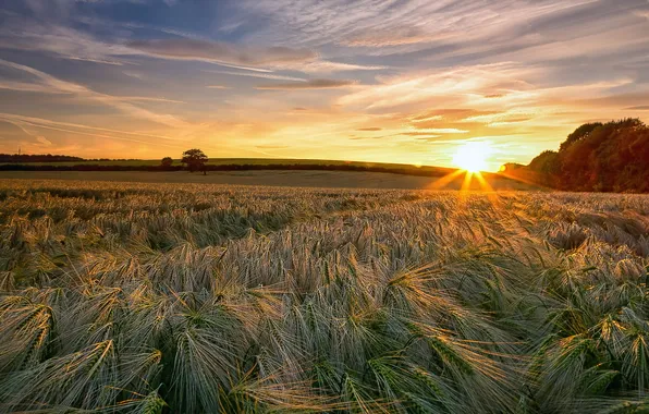 Field, landscape, sunset, ears