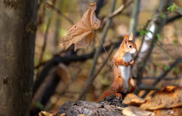 Autumn, nature, pose, sheet, leaf, protein, stand, rodent