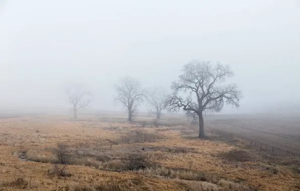 Picture field, trees, fog