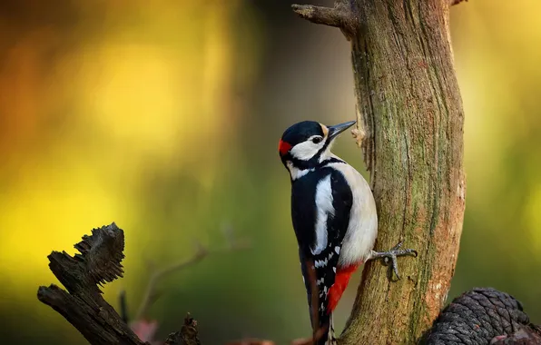 Light, tree, bird, woodpecker, bokeh