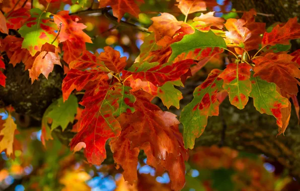 Autumn, leaves, macro, oak
