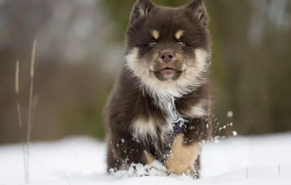 Winter, snow, dog, puppy, Finnish, Lapp, Laplander husky, Finnish lapphund