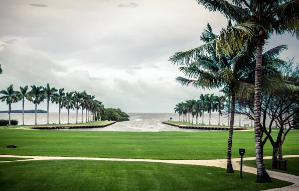 The sky, grass, green, Palma, palm trees, the ocean, green, wave