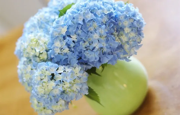 Vase, blue, inflorescence, hydrangea