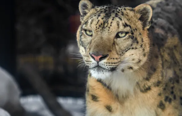 Look, face, Snow leopard, wild cat, IRBIS, Snow leopard