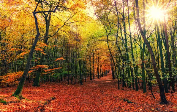 Picture autumn, forest, the sun, foliage, beauty