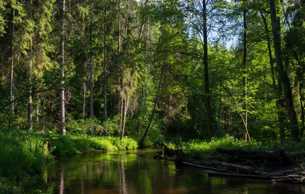 Picture forest, trees, river, Minsk, recica, Belarus.