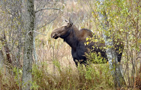 Autumn, nature, moose