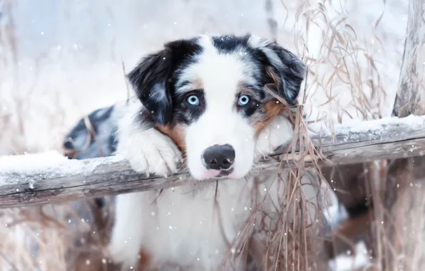 Look, face, snow, dog, Australian shepherd, Aussie, Natalia Ponikarova