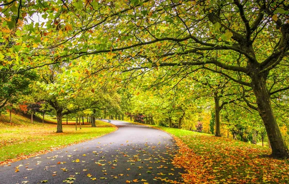 Road, autumn, trees, falling leaves