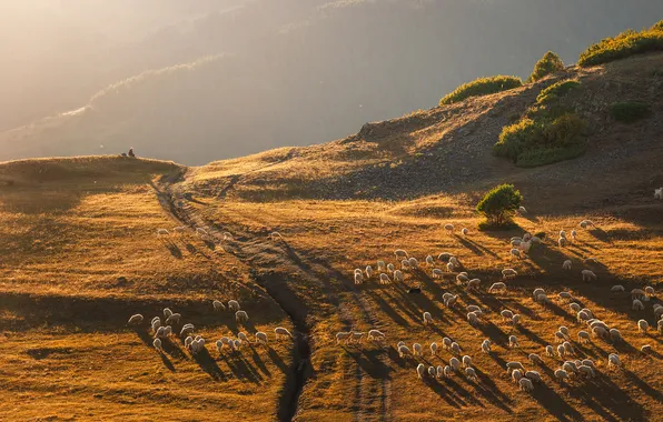 Field, light, mountains, hills, sheep, morning, pasture, flock