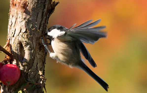 Picture tree, bird, apples