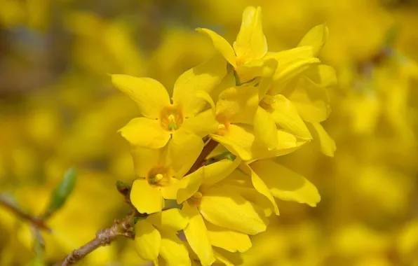 Spring, yellow flowers, metelnick, Broom