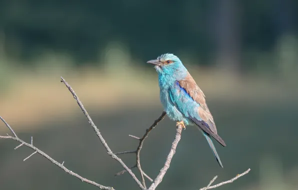 Bird, Roller, European roller