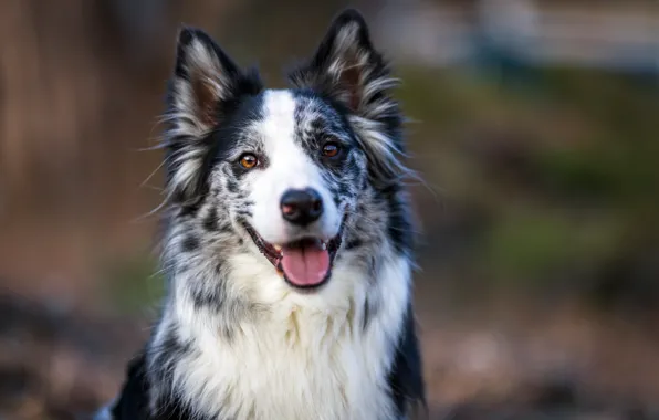 Language, look, face, background, portrait, dog, bokeh, the border collie
